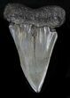 Huge Fossil Mako Shark Tooth - #32999-1